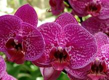 C-318 Орхидея 200х147 Цветы