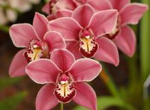 C-319 Орхидея 2 200х147 Цветы