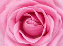 C-325 Розовая роза 200х147 Цветы
