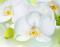 C-379 Белая орхидея 300х238 Цветы