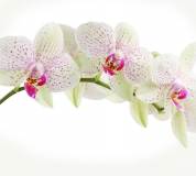 C-394 Орхидея веточка 300х270 Цветы