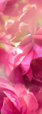 C-396 Розовые цветы 100x270 Цветы