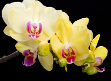 P-012 Желтая орхидея 200х147 Цветы