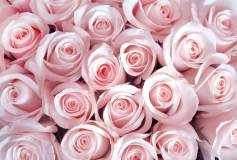 T-159 Нежные розовые розы 400х270 Цветы