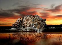 P-013 Леопард 200х147 Животный мир